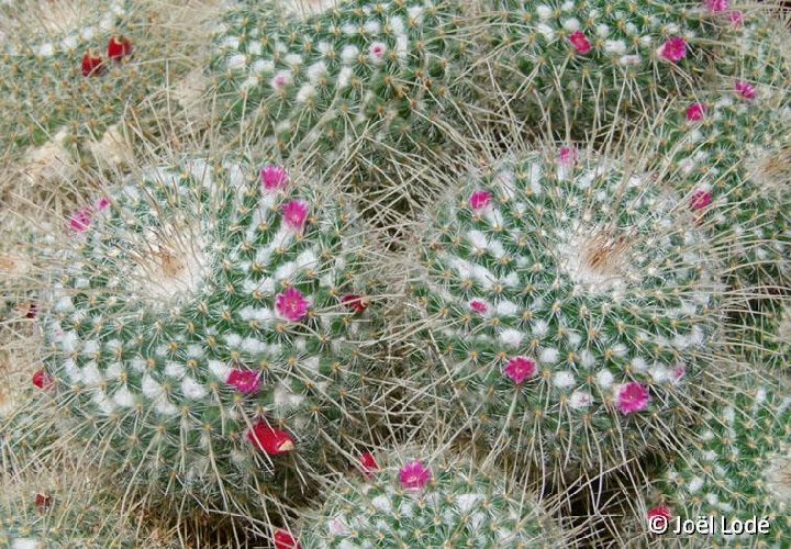 Mammillaria geminispina JLcoll.4820